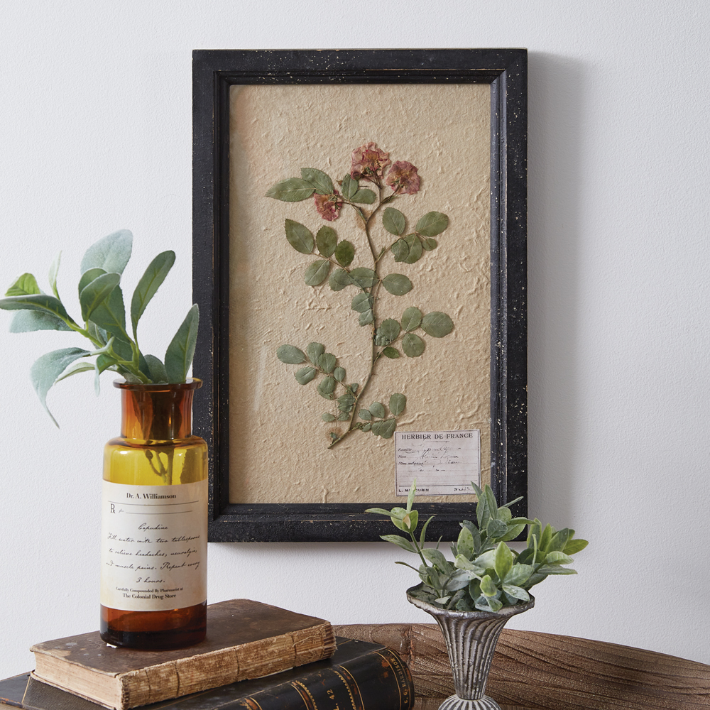 Pressed Botanical Wall Decor Japanese Rose CTW Home Collection